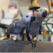 Hand Tame Congo African Grey Parrots