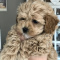 3 Maltipoo Pups