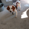 URGENT Brittany Spaniel puppy needs new home