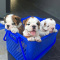 English Bulldog Puppies For Sale