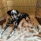 Dalmation Puppies