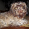 Snickers Full AKC Standard Adult Male Shih Tzu