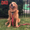Akc Golden Retriever puppies