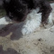Full AKC Imperial Shih Tzu Male