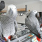 Congo African Grey Parrots with Cage and Accessories