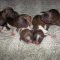 Tiny Imperial Shih Tzu Puppies