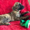 ENG. Mastiff Shepherds