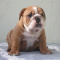 AKC English Bulldog Puppies available for adoption