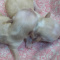 Chihuahua Puppies Long Coats Apple Heads Full AKC