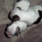 Blue Female Shih Tzu Puppies Full AKC