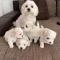 Lovely male and female Maltese puppies