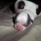 AKC Shih Tzu Female Blue Puppies