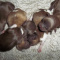 Imperial Shih Tzu AKC Puppies