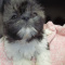 Blue Sky Shih Tzu Puppies