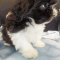Imperial Female and Male Shih Tzu Puppies Blue Momma