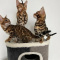 Luxury Bengal kittens