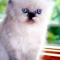 Persian, Himalayan, Chinchilla Kittens for Sale.