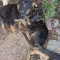 German Shepherd Puppies Females