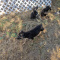 Shepherd Puppies 2 Females