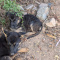German Shepherd Puppies Three Females