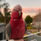 Rose Breasted Galah