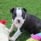 CKC Boston Terrier Puppies