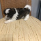 Pure Shih Tzus