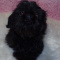 Adult Full AKC Shih Tzus