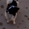 Adult Chihuahuas And Shih Tzus Full AKC