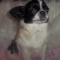 Adult Female Long Coat Full AKC Chihuahua
