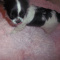 Full AKC Long Coat Apple Head Adult Female Chihuahua