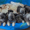 Eurasier Puppies for Sale!