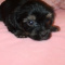 Gorgeous Havashire puppies