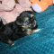 Havashire puppies - So Sweet!