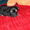 Havashire puppy Havanese-yorkie