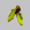 Soccer Indoor Shoes Sz 7 and Baseball/Softball/Soccer Cleats Sz6