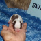 Tiny Apple Head Teacup Chihuahuas