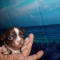 Tiny Apple Head Chihuahua Puppies