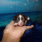 Tiny Apple Head Chihuahuas