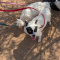 Valentino Full AKC Long Coat Chihuahua Puppy