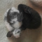 Beautiful Holland Lop/Dwarf bunnies