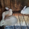 Beautiful New Zealand rabbits