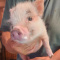 American mini piglet (female)