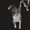 Adult Female Chihuahua