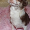 Adult Female Chihuahua