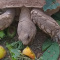3 Adult Sulcata  Tortoises
