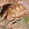 Adult   Sulcata    Tortoises