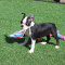 CKC Boston Terrier Puppies