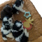Shih Tzu Puppies 4 Females