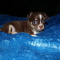 Tiny Apple Head Chihuahua Puppies